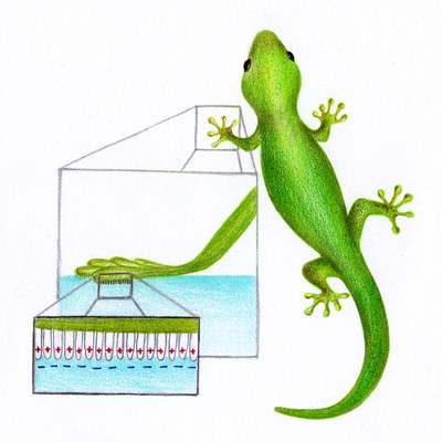 085-Annemarie-Woeste-Gecko.jpg